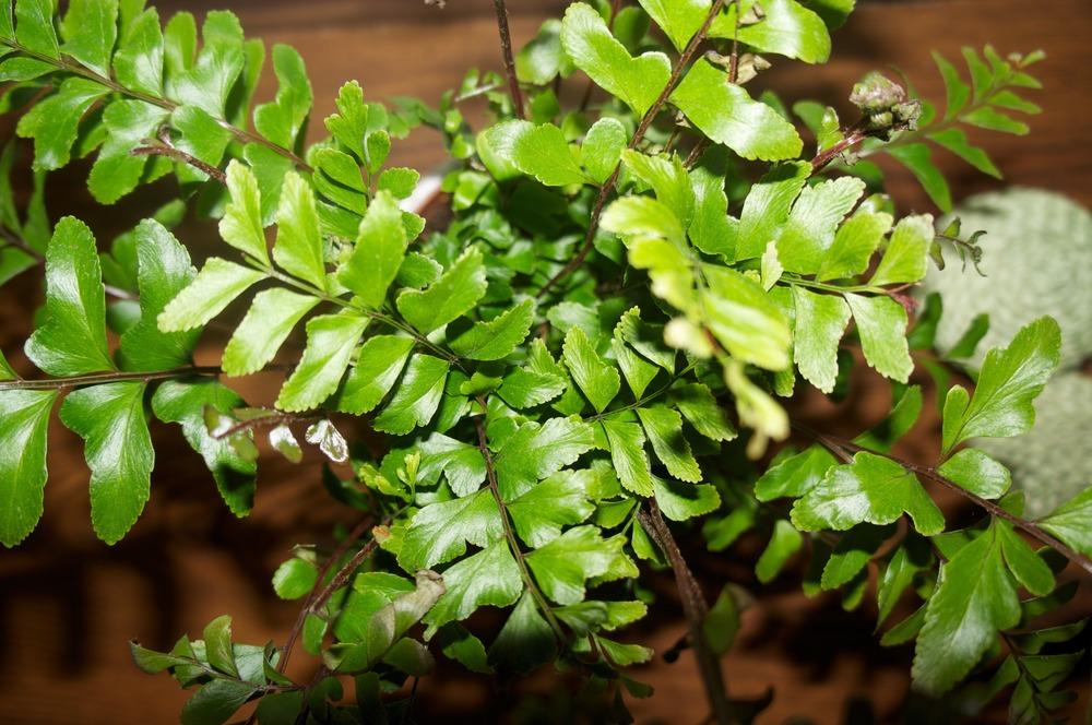 Tree Maidenhair Fern (Didymochlaena truncatula)