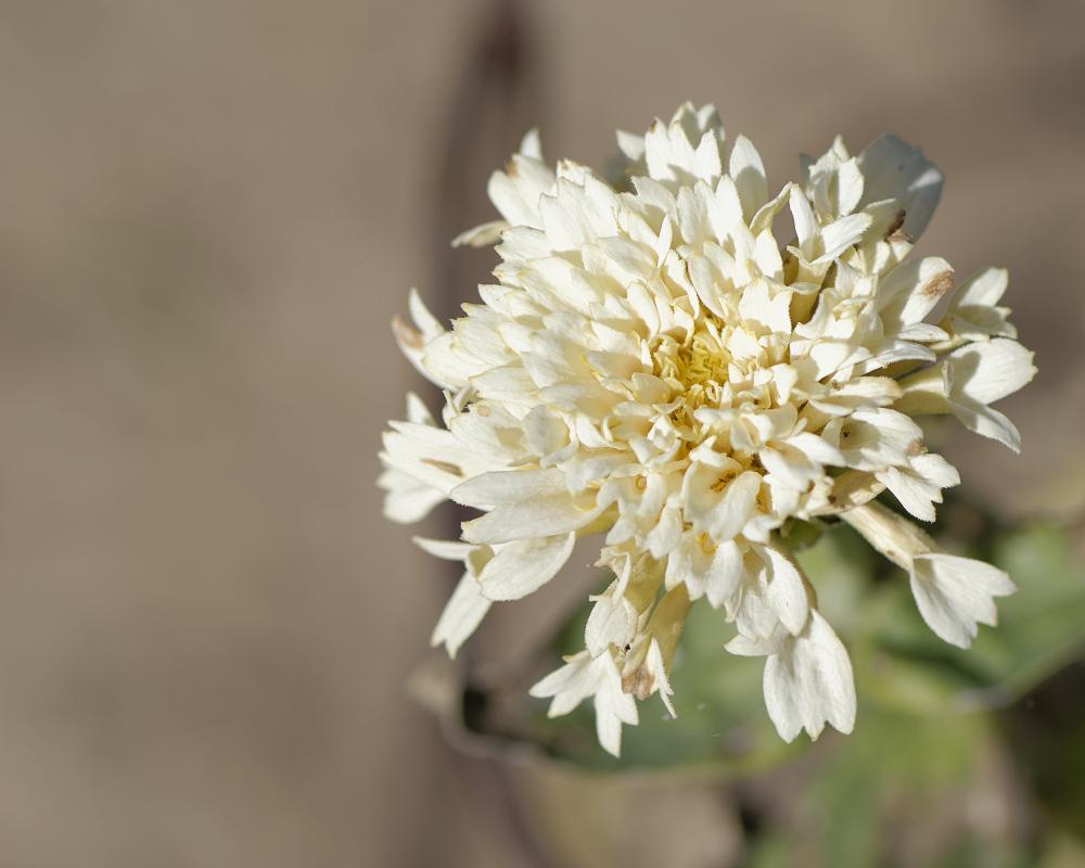 Favorite Annuals? in the Annuals forum