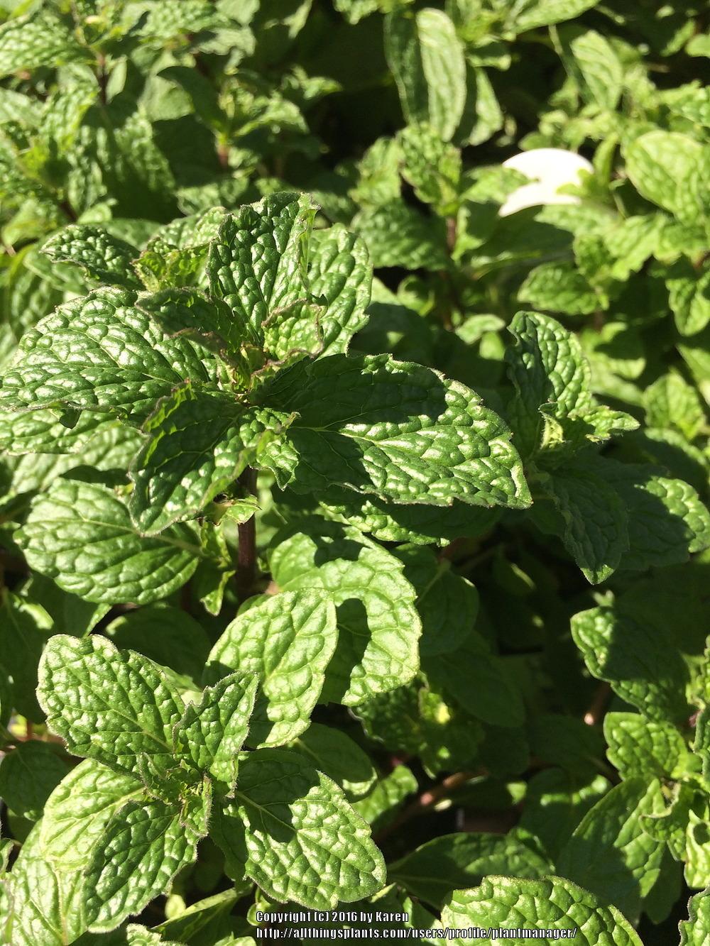 Photo of the leaves of Spearmint (Mentha spicata 'Kentucky Colonel