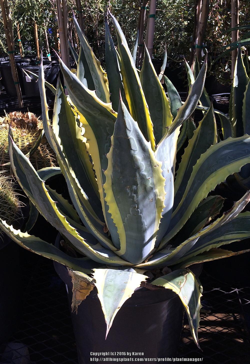 Variegated American Agave (Agave americana 'Variegata') in the Agaves ...