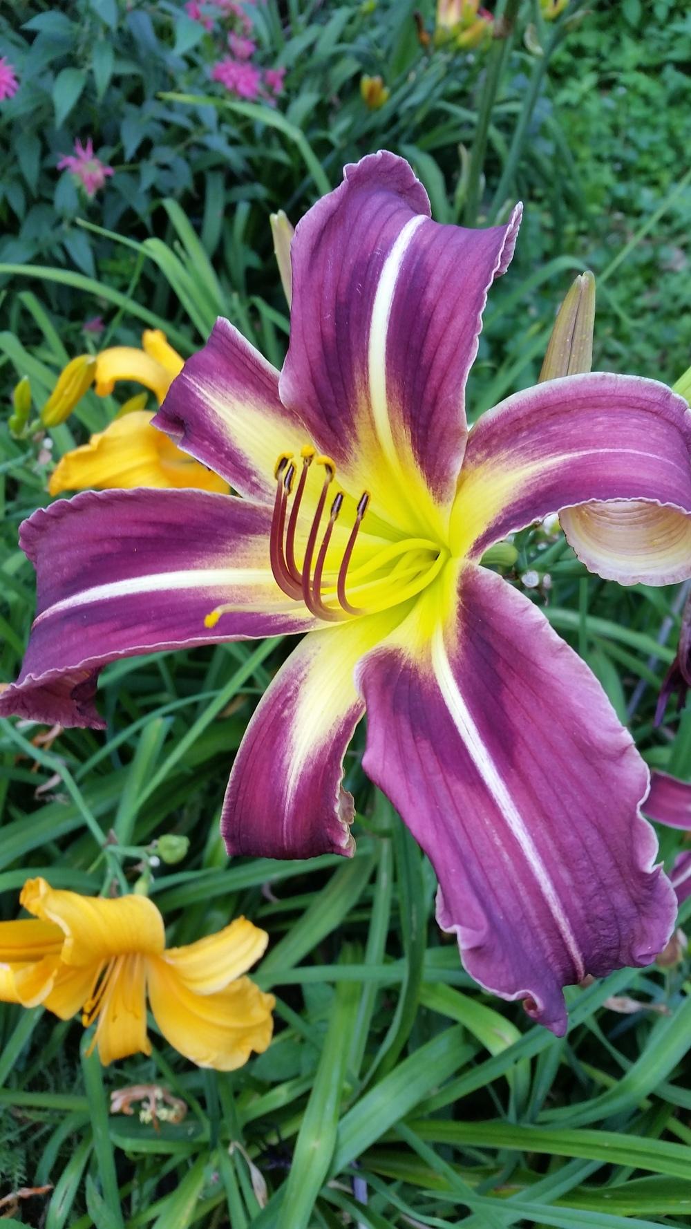 Photo of the bloom of Daylily (Hemerocallis 'Starman's Quest') posted