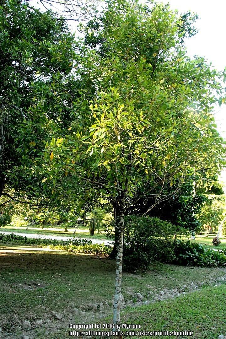 Photo of the entire plant of Clove Tree (Syzygium aromaticum) posted by bonitin