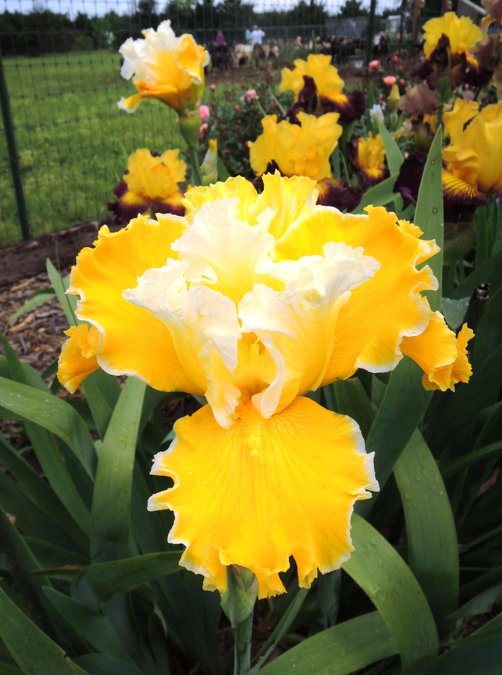 Tall Bearded Iris (Iris 'Greet the Sun') in the Irises Database