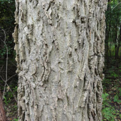 
photo credit: R. A. Nonenmacher