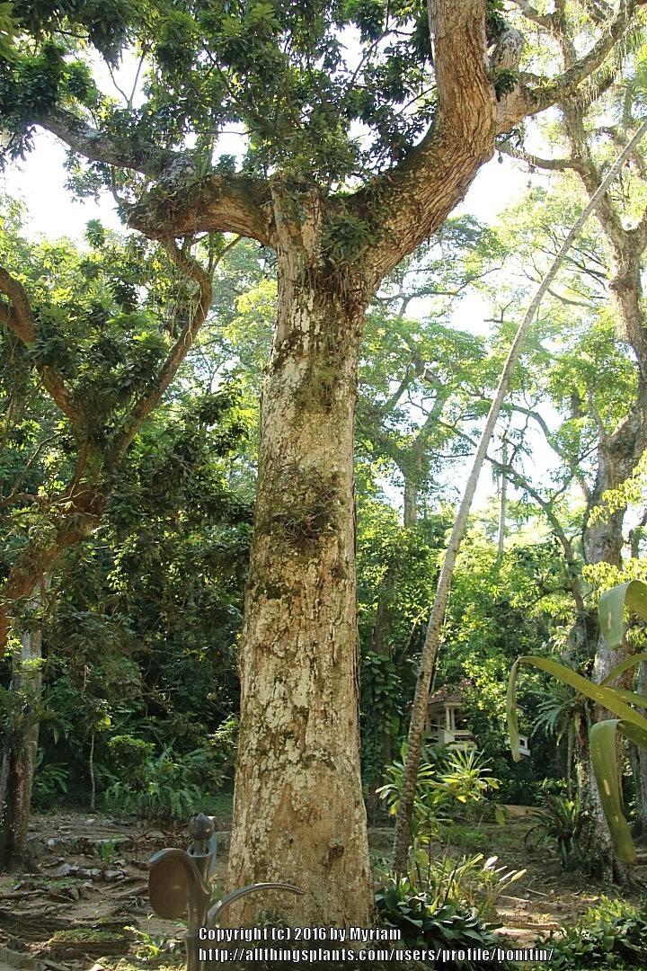 Photo of the stem, scape, stalk or bark of Common Mango (Mangifera