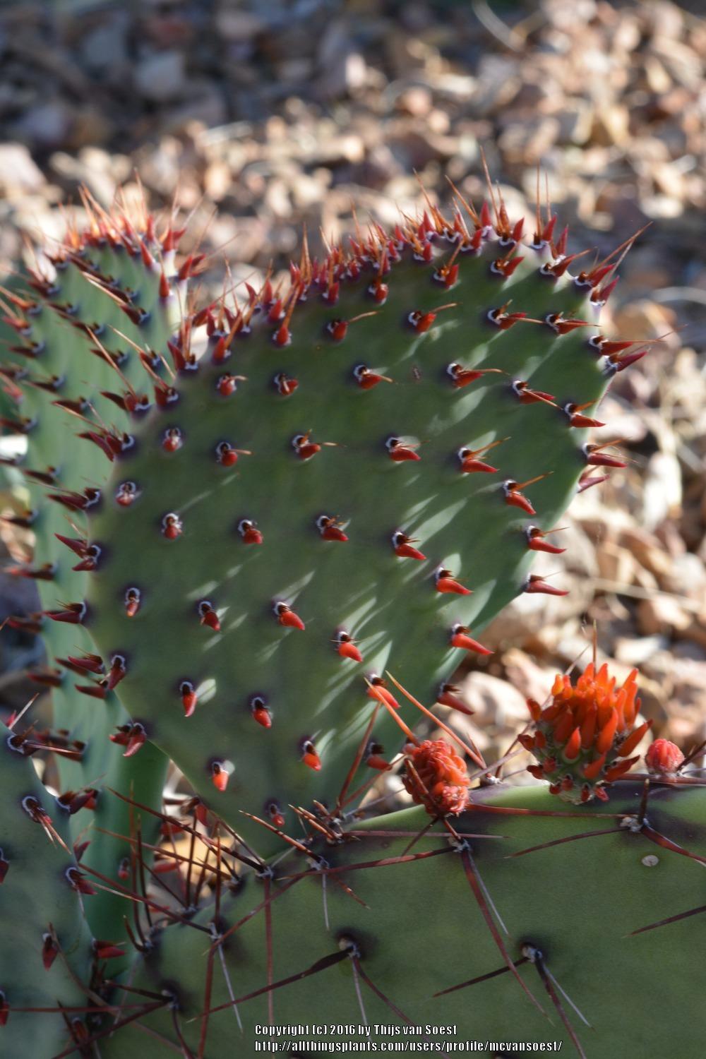 Prickly Pears Plant Care and Collection of Varieties