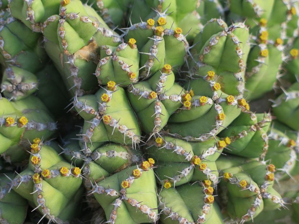Photo of the bloom of Sausage Plant (Euphorbia makallensis) posted by