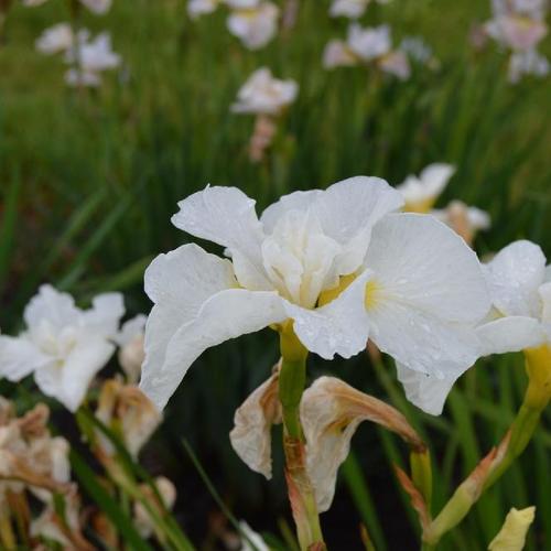 Siberian Iris (Iris 'First Frost') in the Irises Database