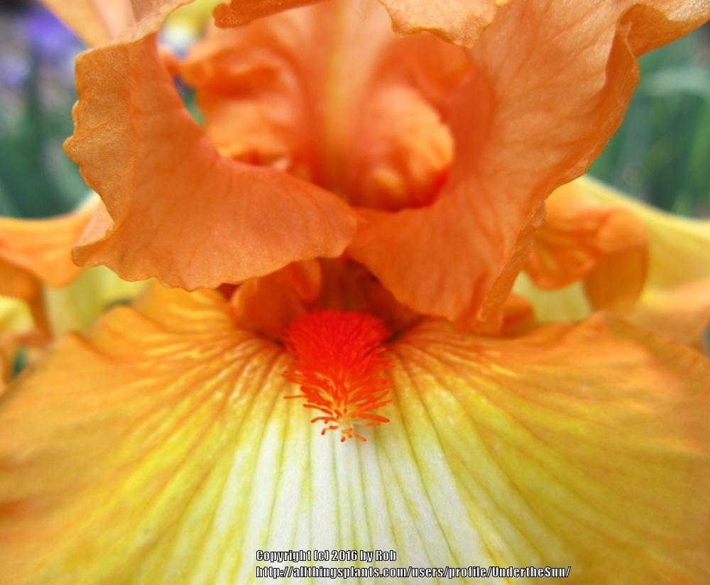 Photo of the stamens, filaments and pistils of Tall Bearded Iris (Iris