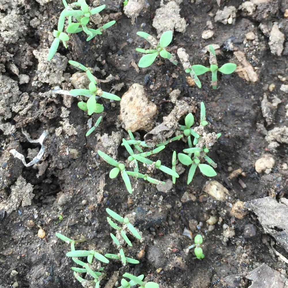 List 102+ Pictures Pictures Of Poppy Seedlings Latest