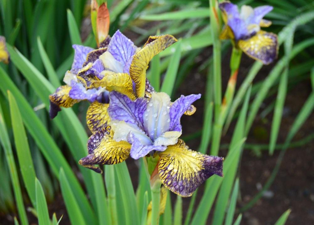 Photo of the bloom of Siberian Iris (Iris 'Art in Bloom') posted by KentPfeiffer