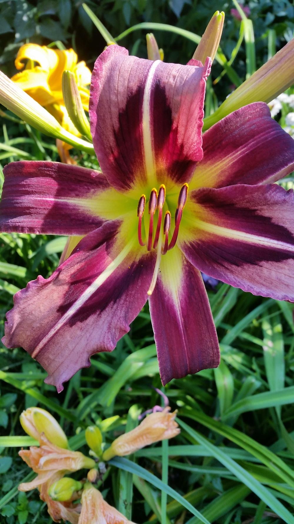 Photo of the bloom of Daylily (Hemerocallis 'Starman's Quest') posted