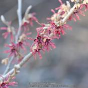 Location: My garden in N E Pa. Date: 2016-02-22