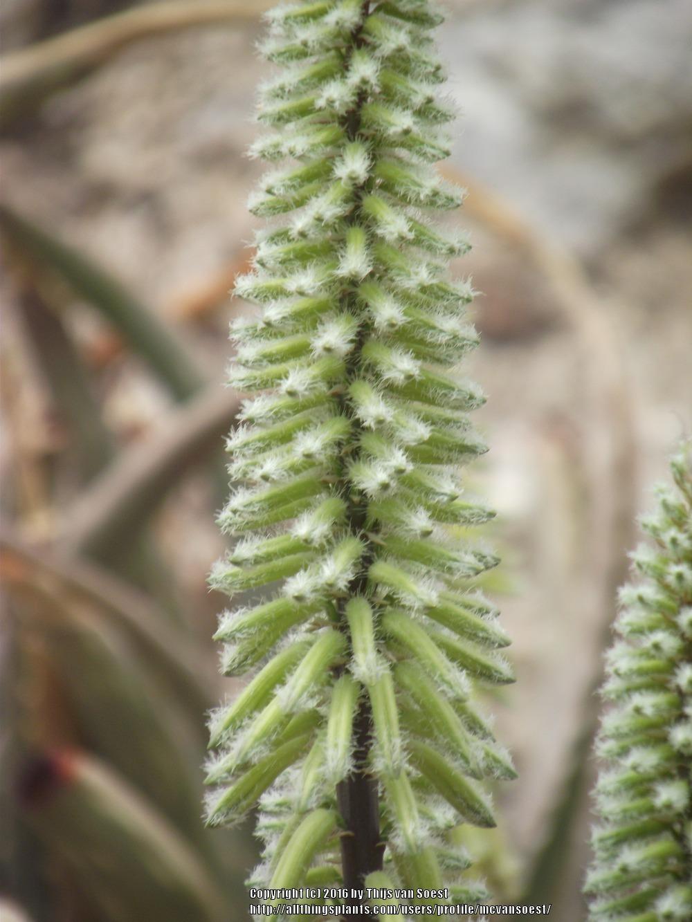 Hairy Green Aloe (Aloe tomentosa) in the Aloes Database