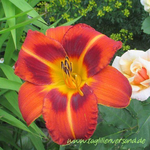 Daylily (Hemerocallis 'Berliner Ring') in the Daylilies Database