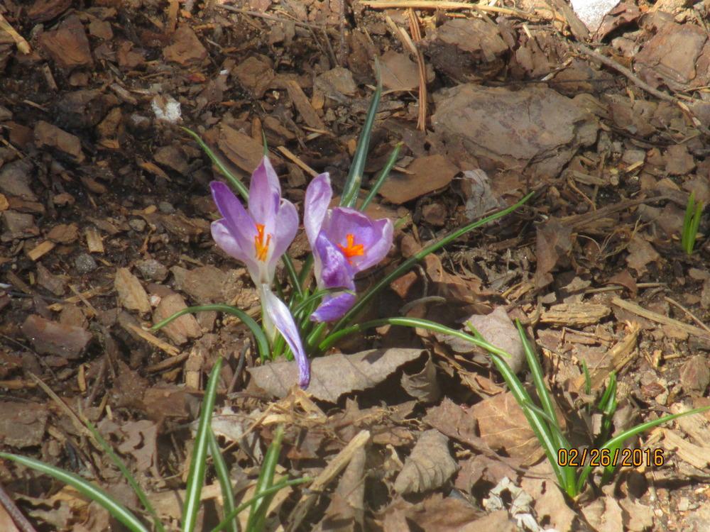 Crocus Plant Care and Collection of Varieties