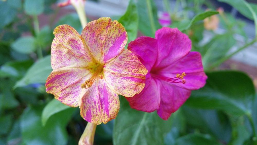 4 o'clock Tubers save and plant next year in the Annuals forum