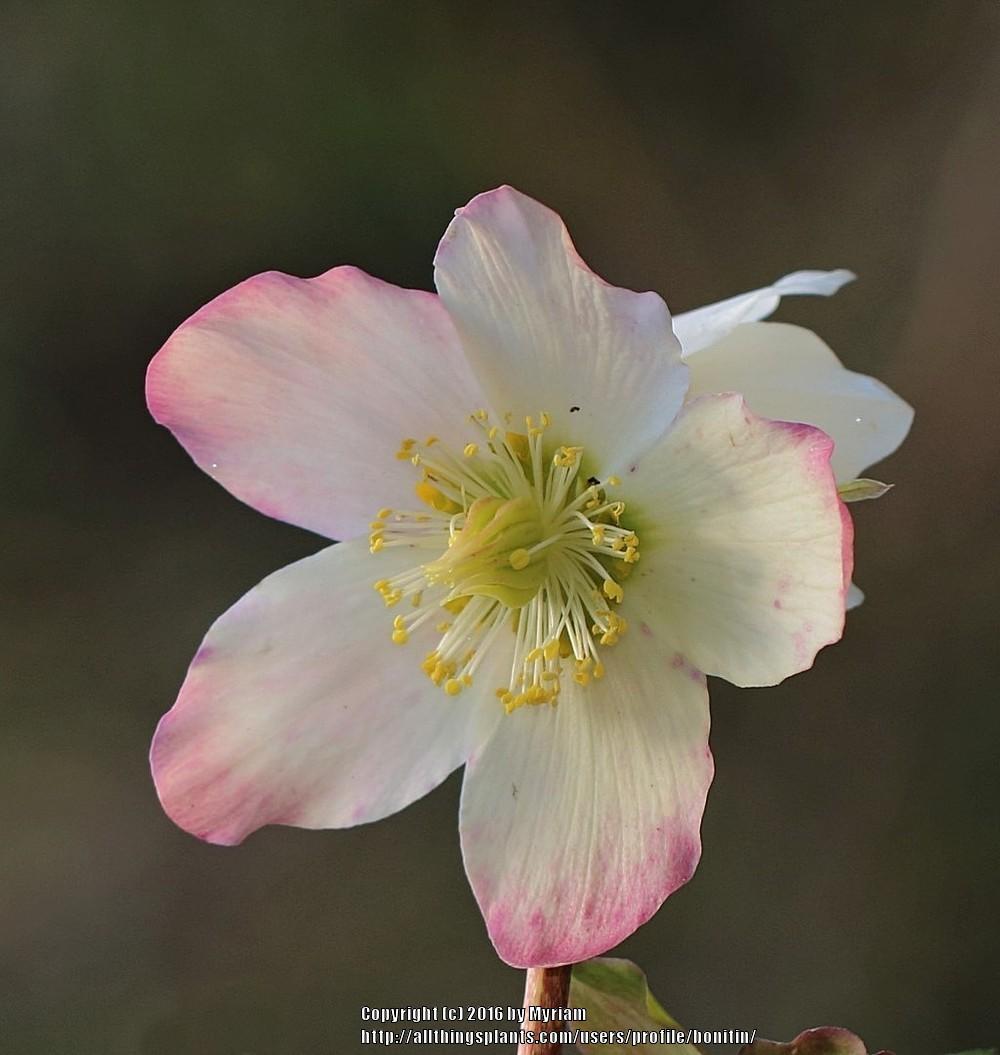 Photo of the bloom of Hellebore (Helleborus niger Gold Collection