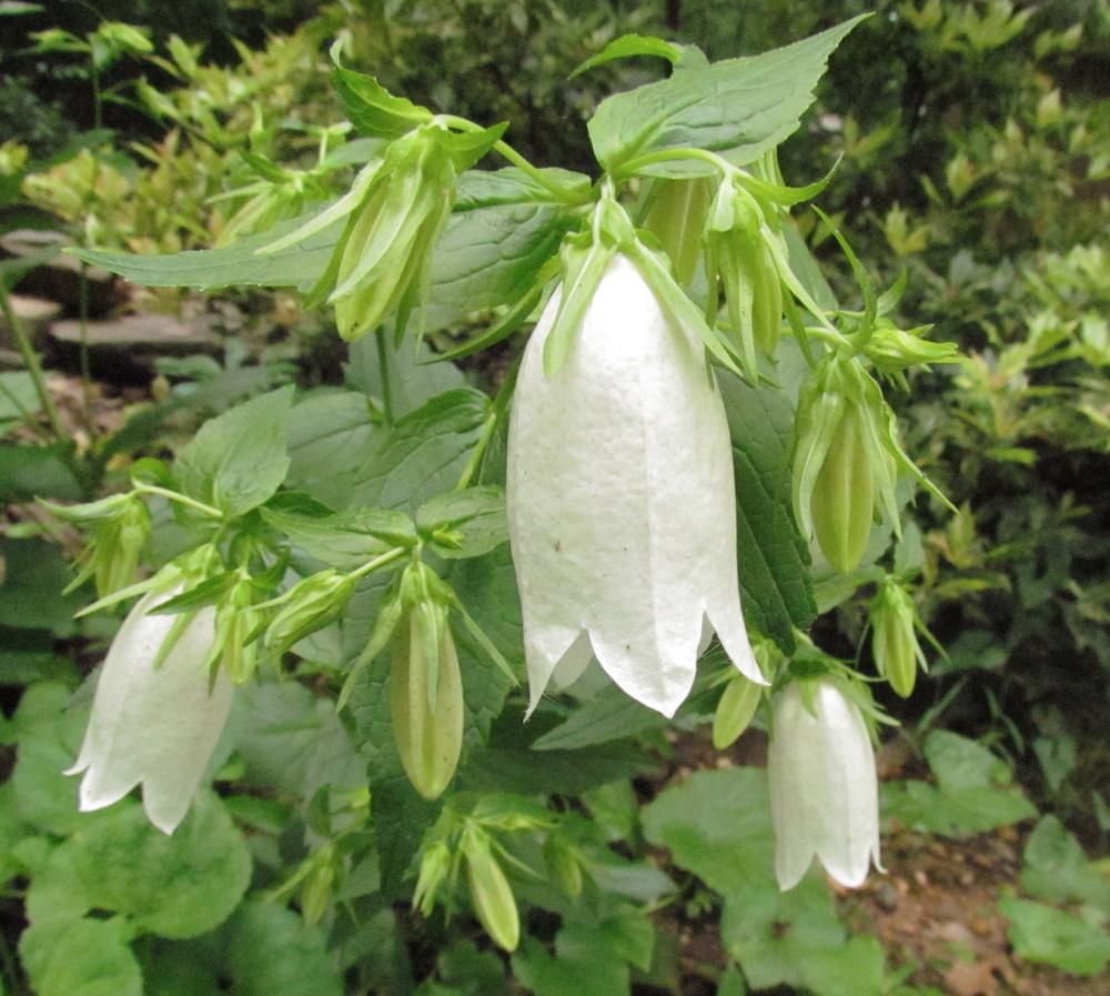 Korean Bellflower (Campanula punctata var. punctata 'Bellringers') in