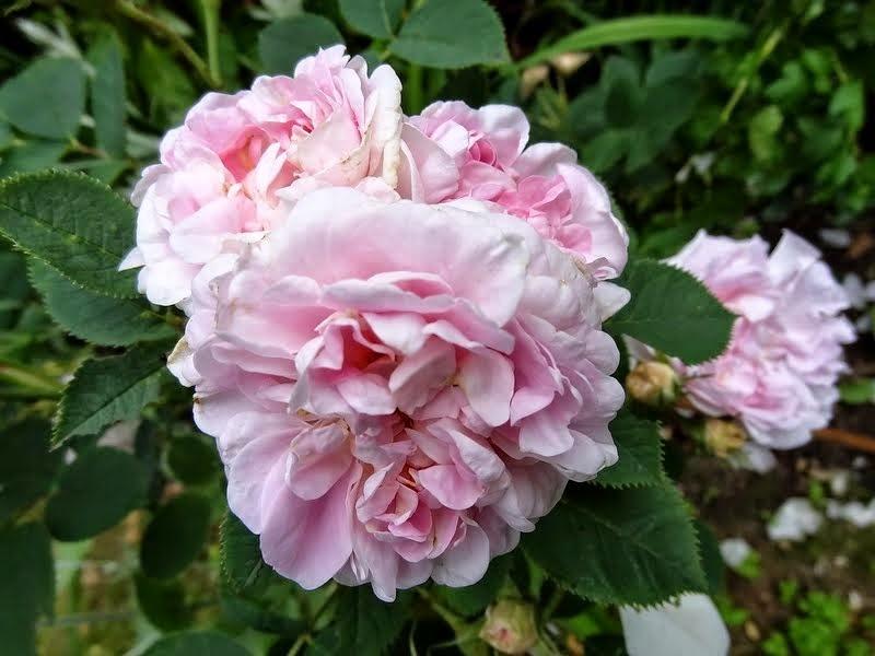 Rose (Rosa 'Great Maiden's Blush') in the Roses Database