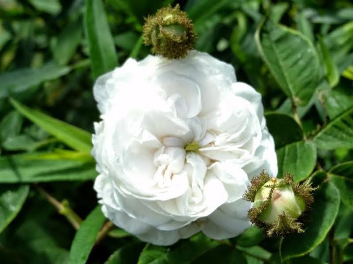Rose (Rosa 'Blanche Moreau') in the Roses Database