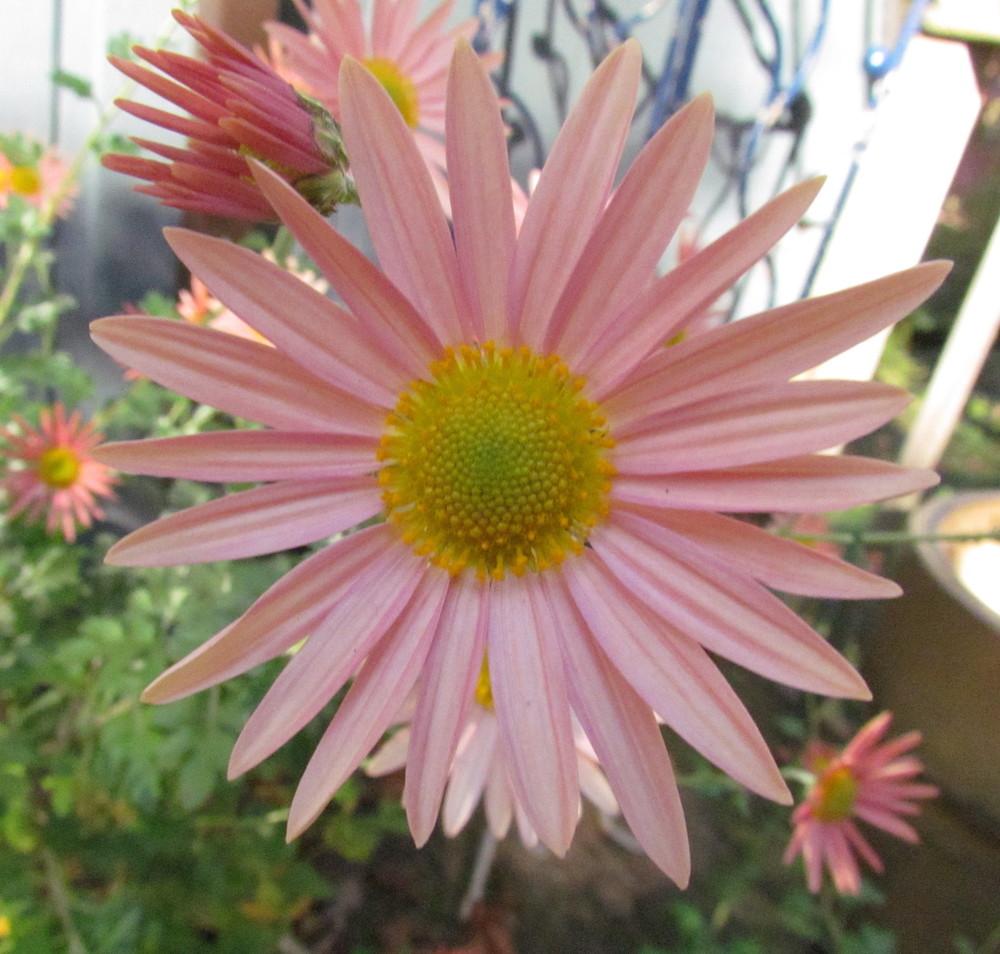 Photo of the bloom of Hardy Chrysanthemum (Chrysanthemum 'Hillside