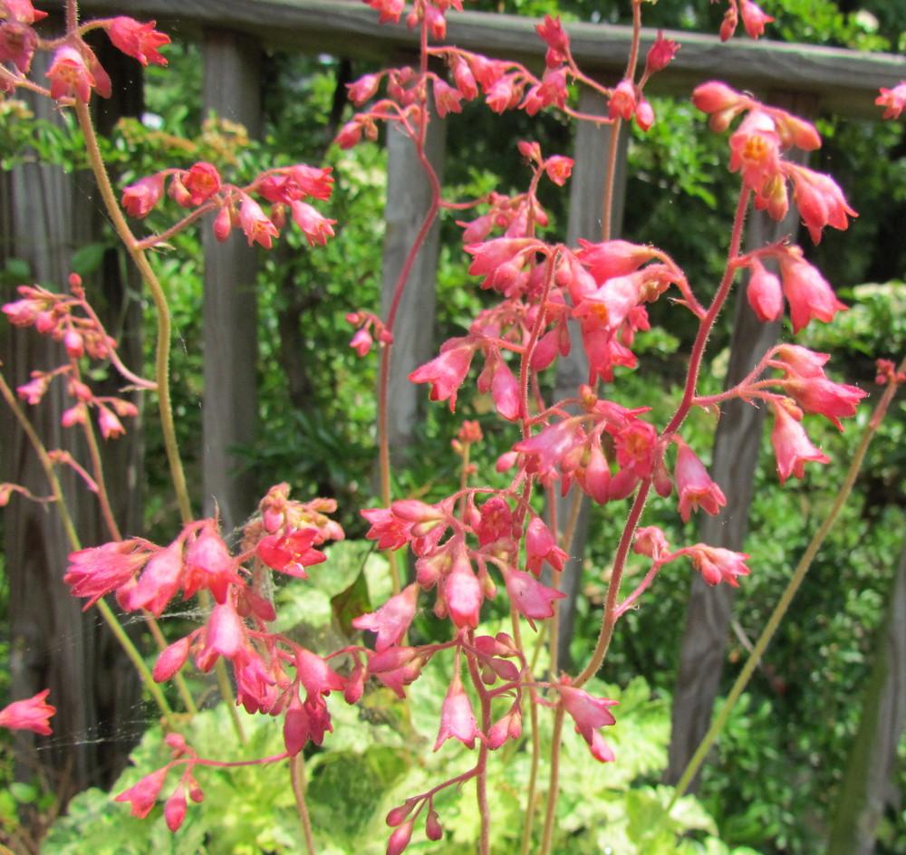 Photo of the bloom of Coral Bells (Heuchera sanguinea 'Snow Angel') posted by greenthumb99