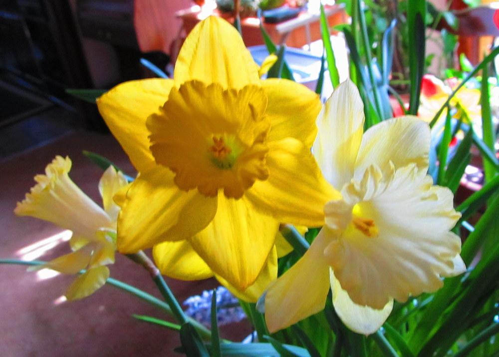 Photo of the bloom of Trumpet Daffodil (Narcissus 'Spellbinder') posted