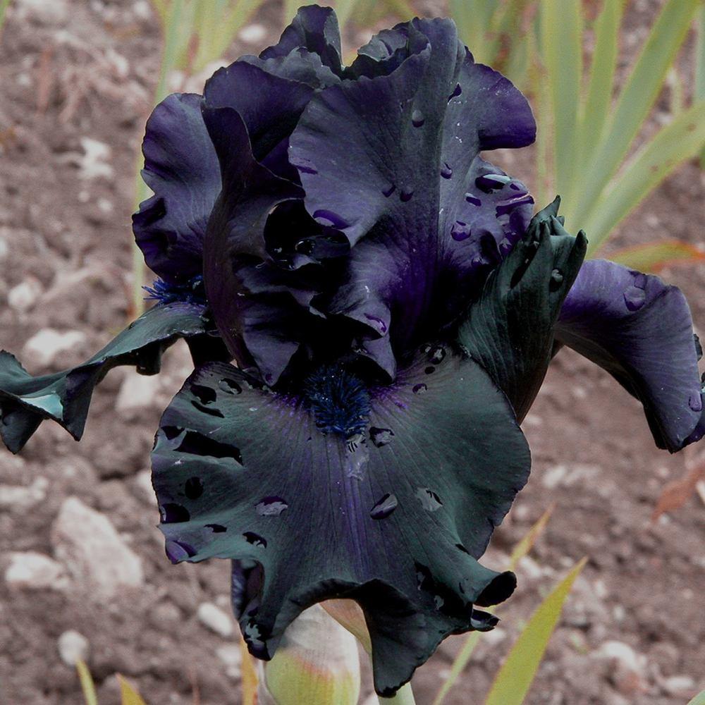 Photo of the bloom of Tall Bearded Iris (Iris &lsquo;Ghost Train&rsquo;) posted by