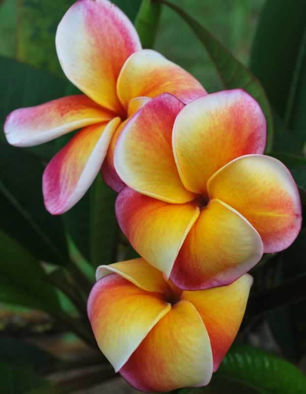 Plumerias Plant Care and Collection of Varieties