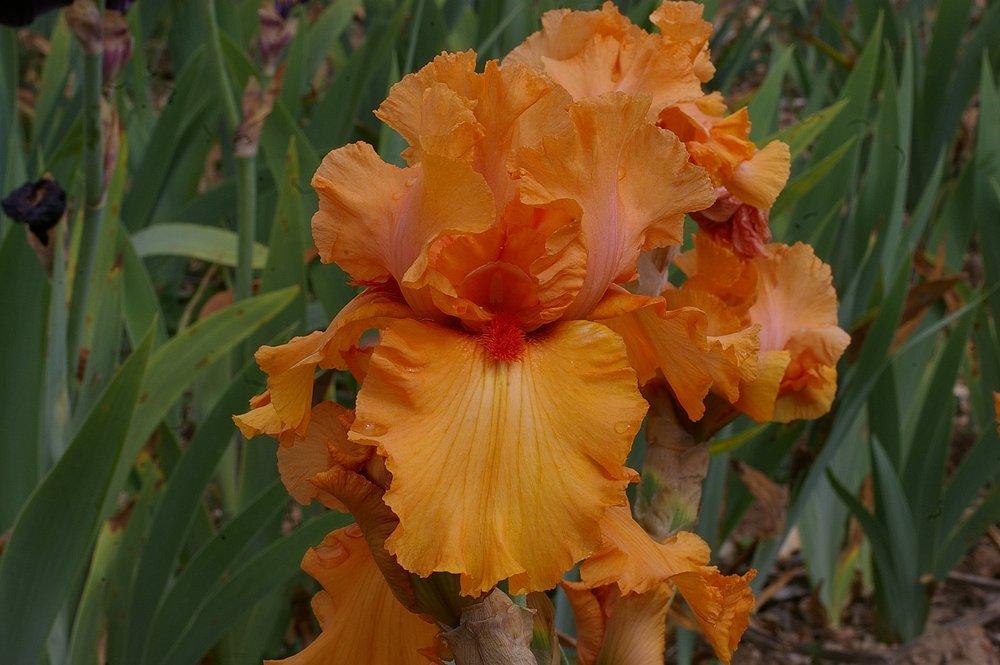 Photo of the bloom of Tall Bearded Iris (Iris &lsquo;Orange Embers&rsquo;) posted