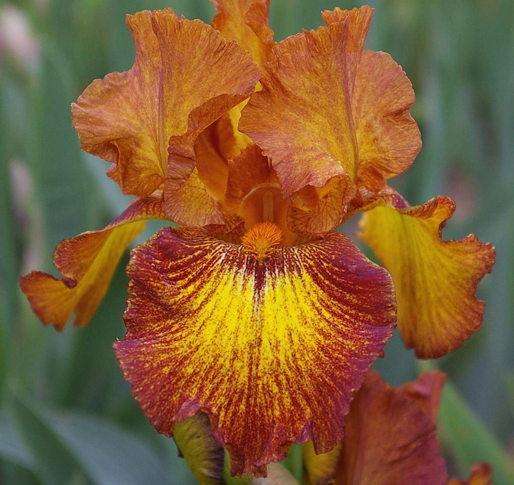 Photo of the bloom of Tall Bearded Iris (Iris 'Lightning Streak