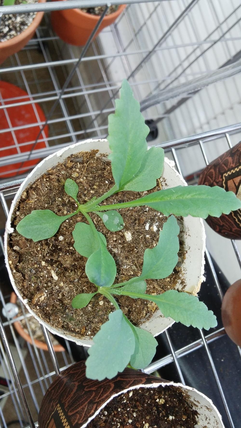 Photo of the seedling or young plant of Oriental Poppy (Papaver