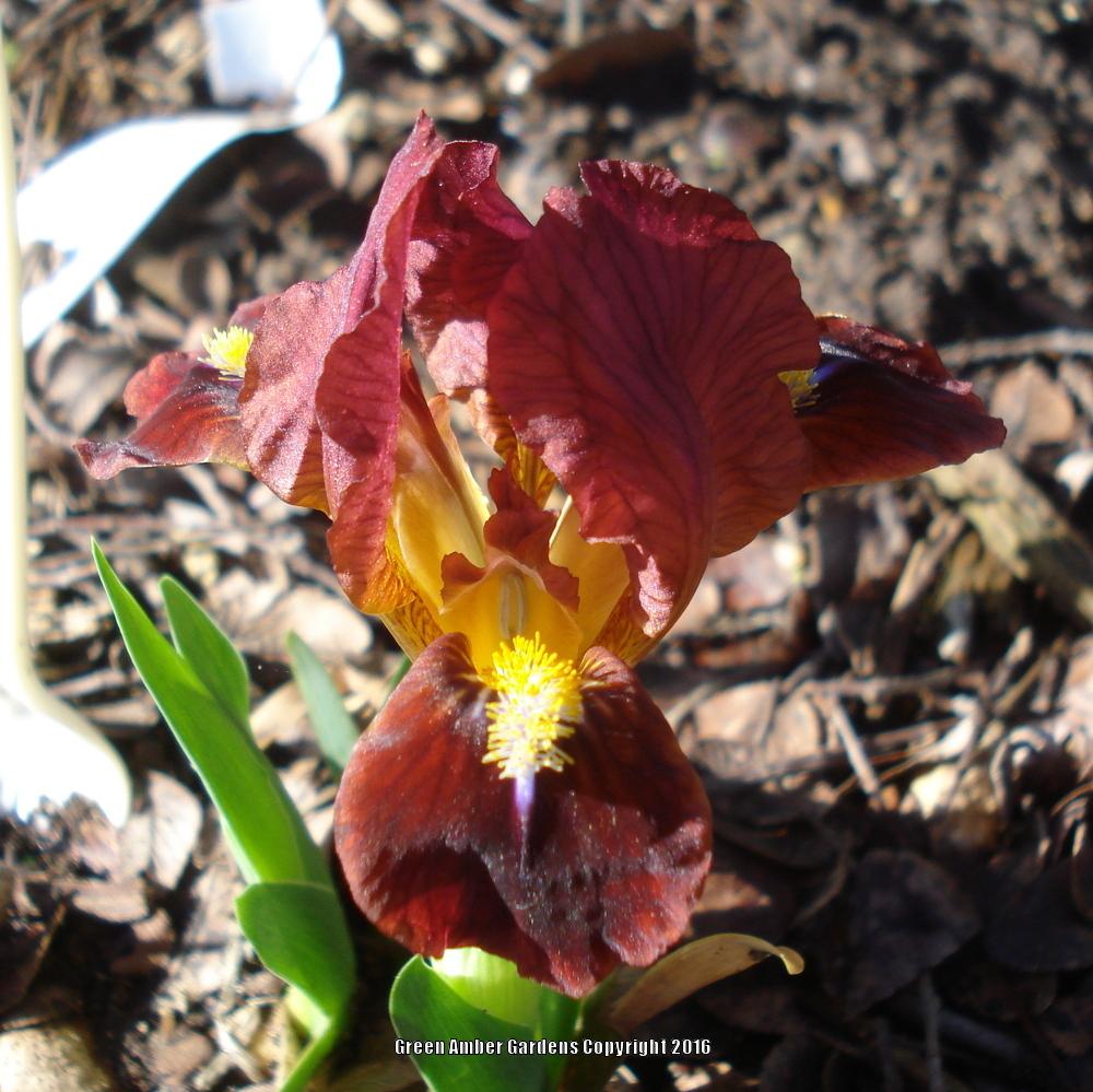 Miniature Dwarf Bearded Iris (Iris 'Red at Last') in the Irises ...