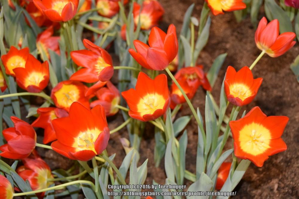 Tulip (Tulipa 'Friendship in Red') in the Tulips Database - Garden.org
