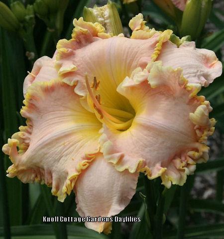 Daylily (Hemerocallis 'Knoll Cottage Sugar Kisses') in the Daylilies ...