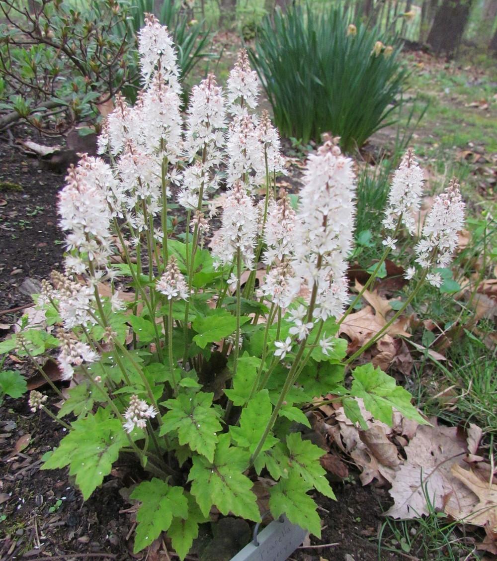 Photo of the entire plant of Wherry's Foamflower (Tiarella wherryi