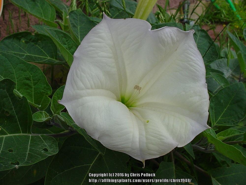 First Moon Flower bloom of the year in the Texas Gardening forum