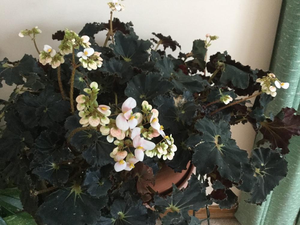Photo of the bloom of Eyelash Begonia (Begonia bowerae) posted by
