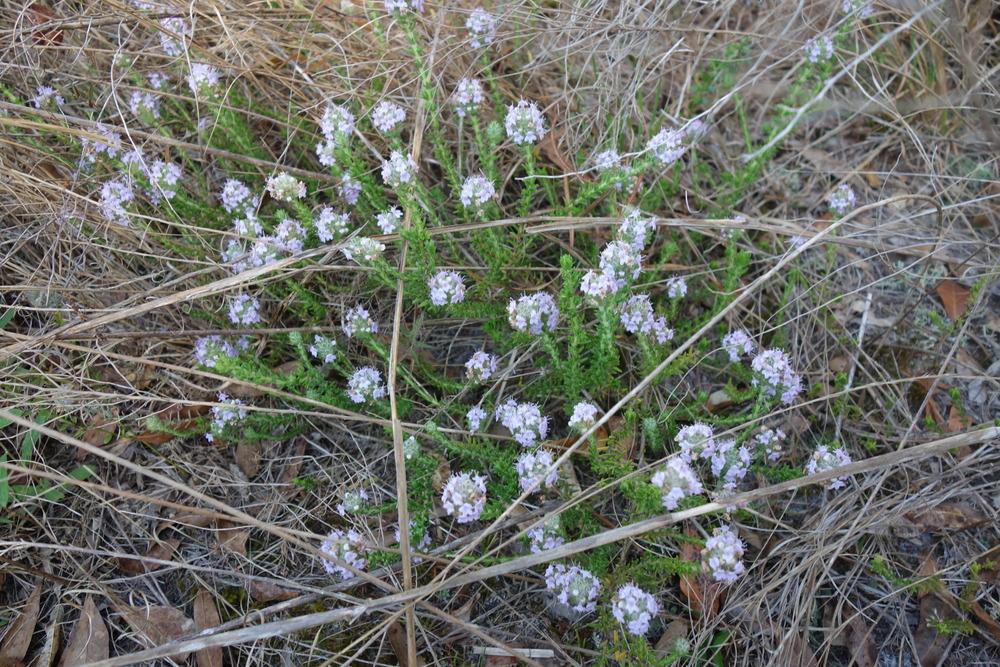 Photo of the entire plant of Florida Pennyroyal (Piloblephis rigida