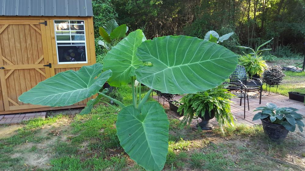 Photo of the entire plant of Giant Elephant Ear (Leucocasia gigantea
