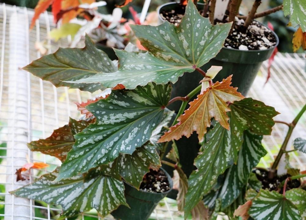 Photo of the entire plant of Cane Begonia (Begonia 'Lana') posted by skylark