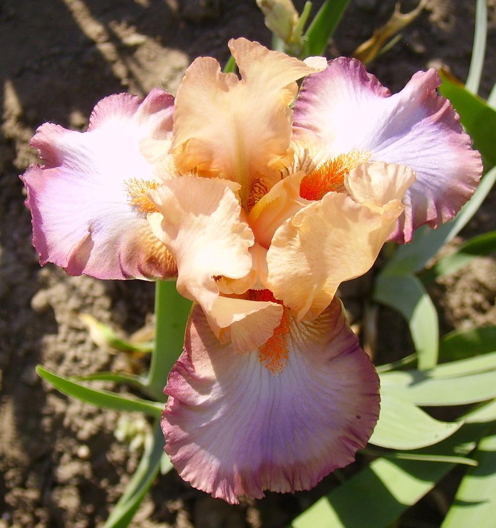Tall Bearded Iris (Iris 'Peach Picotee') in the Irises Database