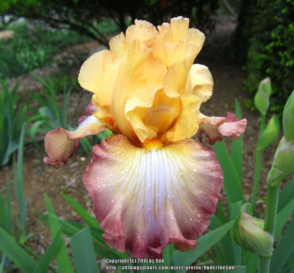Photo of the bloom of Tall Bearded Iris (Iris 'Modern Drama') posted by