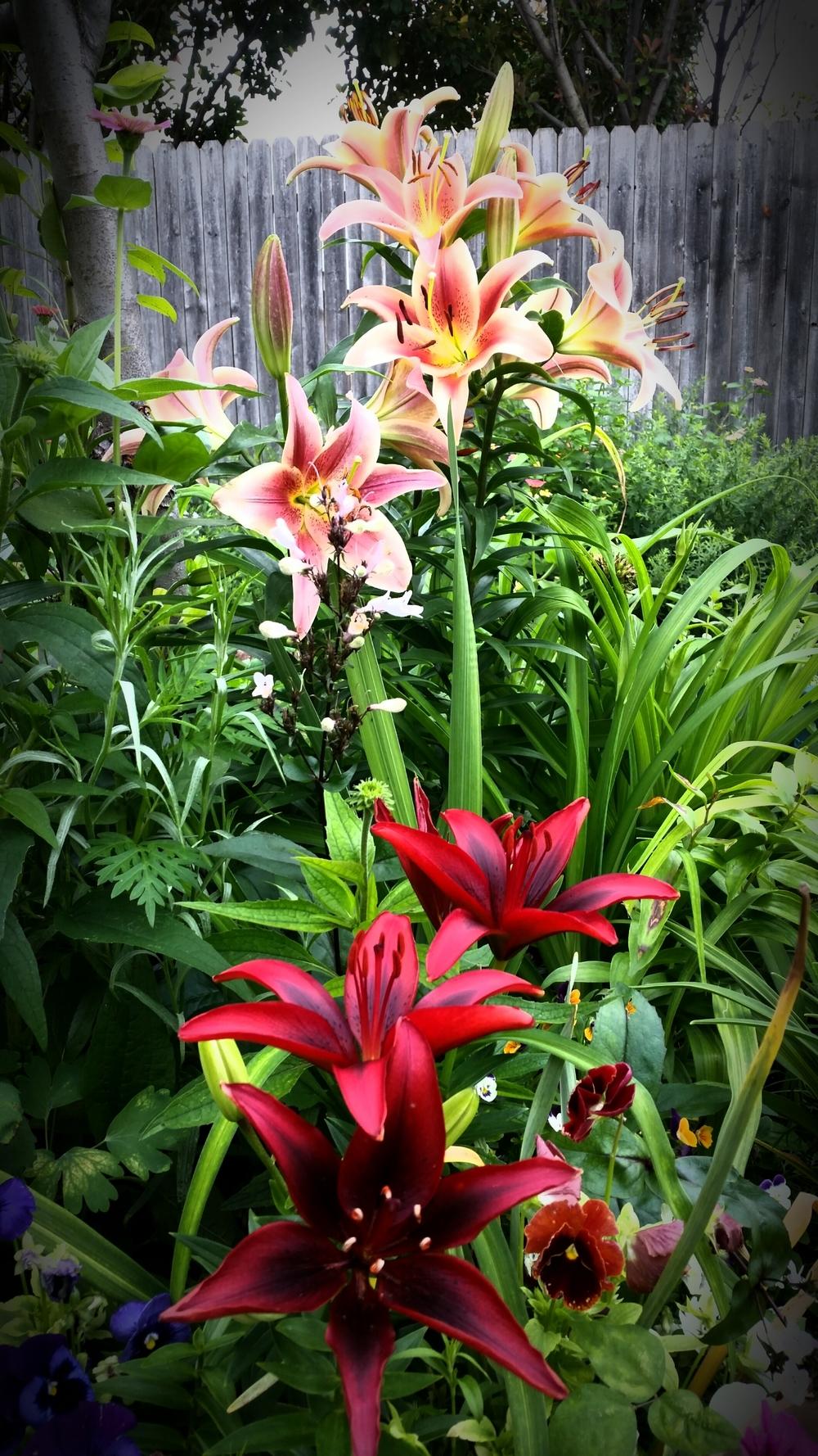 Hello from North Texas in the Lilies forum