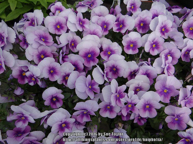 Photo of the bloom of Horned Violet (Viola cornuta Sorbet™ Orchid Rose