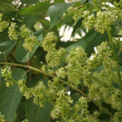 photo credit:  Jim Morefield