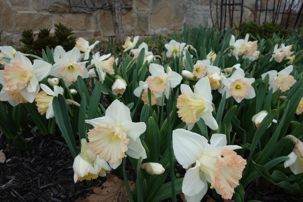 Photo of the entire plant of Trumpet Daffodil (Narcissus 'British