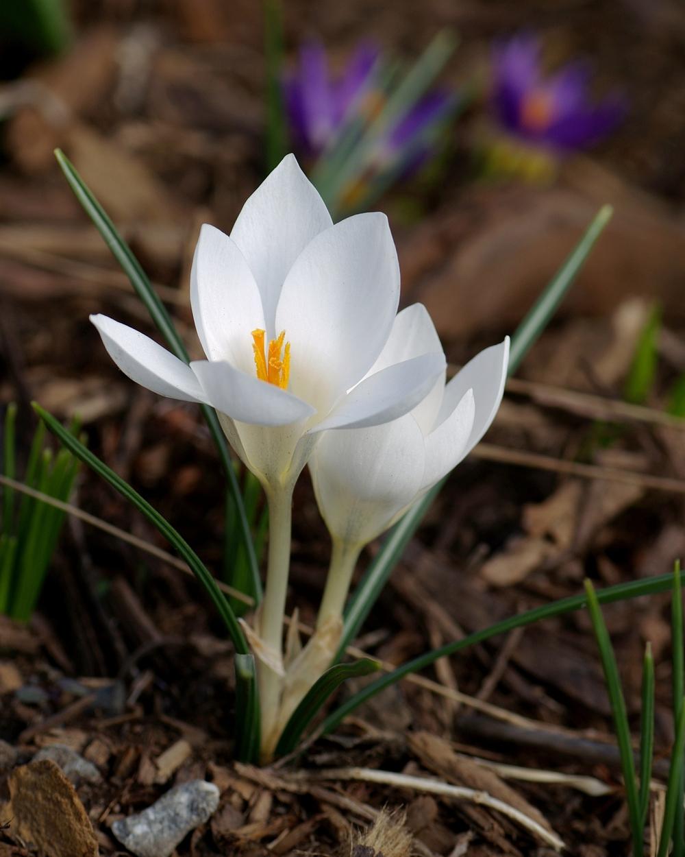 Crocus Plant Care and Collection of Varieties