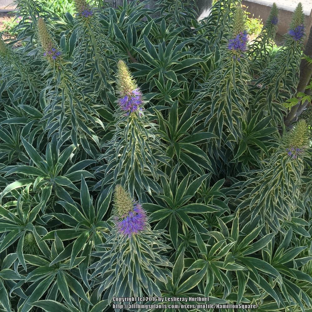 Photo of the leaves of Variegated Pride of Madeira (Echium